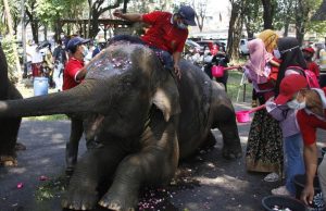 Berusia 15 Tahun, Gajah Manohara di Solo Safari Dilaporkan Mati