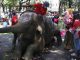 Berusia 15 Tahun, Gajah Manohara di Solo Safari Dilaporkan Mati