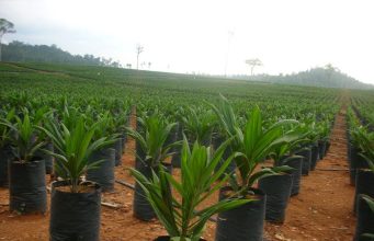 Banyak Campur Tangan Bikin Peremajaan Sawit Rakyat Terkendala