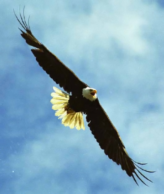 Baldeagle.jpg