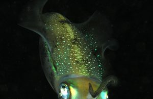 Tautan 11/8/2024 | kapitalisme telanjang