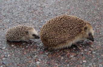 Tautan 23/8/2024 | kapitalisme telanjang