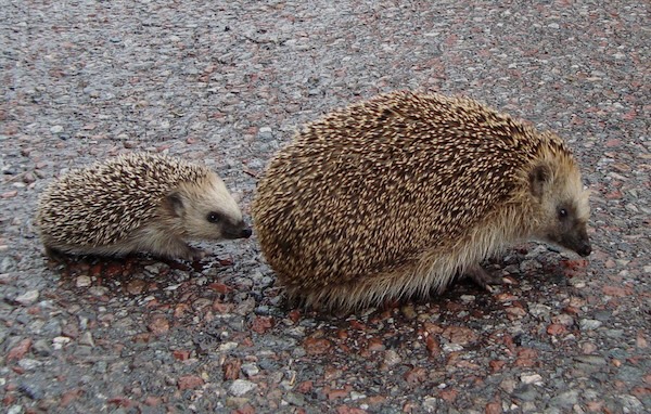 hedgehogs.jpg