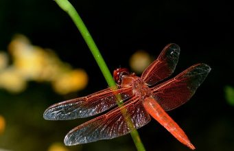 Tautan 17/9/2024 | kapitalisme telanjang