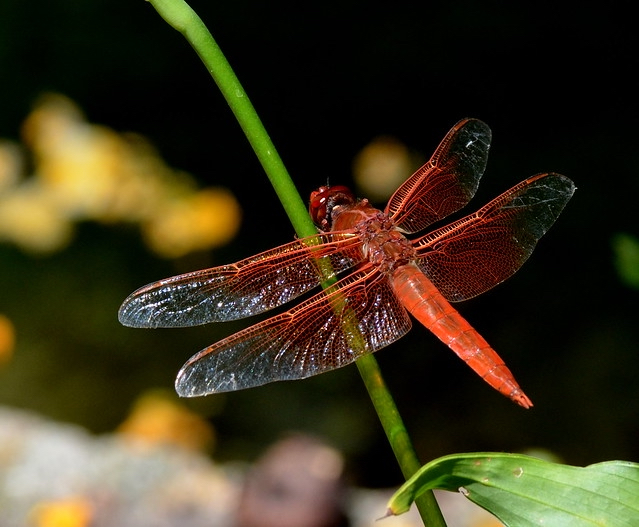 00-dragonfly.jpg