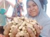Berkah El Nino, Petani di Aceh Mampu Panen Puluhan Kilogram Kacang Tanah