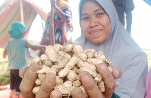 Berkah El Nino, Petani di Aceh Mampu Panen Puluhan Kilogram Kacang Tanah
