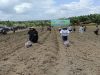 Pemkab Kotim Kembangkan Budidaya Jagung Seluas 390 Hektar