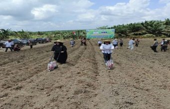 Pemkab Kotim Kembangkan Budidaya Jagung Seluas 390 Hektar