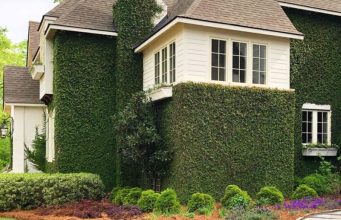 9 Tanaman Merambat yang Cocok untuk Mempercantik Rumah, Berikut Tips Merawatnya