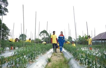 Pertamina Gas Inisiasi Program Permata Borneo untuk Pulihkan Hutan Kalimantan