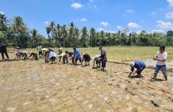Mentan Genjot Irpom, Panen Berlipat di Pandeglang