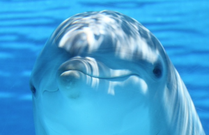 Pujian! Mencapai Tujuan Kelima Kami, dan berlanjut ke Tujuan Keenam: Memperluas Jangkauan Kami