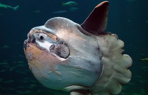 Tautan 28/9/2024 | kapitalisme telanjang