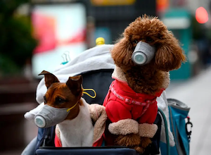 Kapitalisme Telanjang: Bantuan yang Tak Ternilai Selama Pandemi Penyesatan Elit Kita