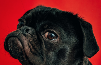 Tautan 10/8/2024 | kapitalisme telanjang