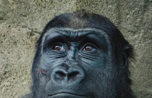 Tautan 12/10/2024 | kapitalisme telanjang