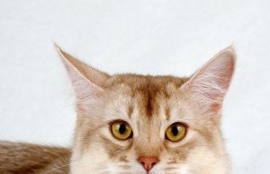 Tautan 16/10/2024 | kapitalisme telanjang