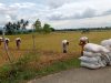 Pupuk Bersubsidi Langka dan Dampak Banjir Belum Pulih, Hasil Panen di Aceh Terancam Anjlok