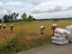 Pupuk Bersubsidi Langka dan Dampak Banjir Belum Pulih, Hasil Panen di Aceh Terancam Anjlok