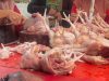 Dharma Jaya Gandeng Penyewa RPH Pulogadung Tekan Harga Ayam Hidup