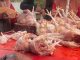 Dharma Jaya Gandeng Penyewa RPH Pulogadung Tekan Harga Ayam Hidup