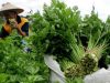 Lebaran, Harga Daun Seledri di Bangka Melambung Hingga Rp350 Ribu per Kilogram
