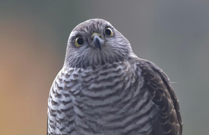 Tautan 11/3/2026 | kapitalisme telanjang