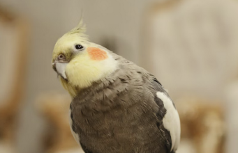 Tautan 14/3/2026 | kapitalisme telanjang