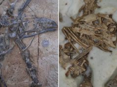 Lubang Kematian Misterius Ditemukan di Tiongkok, Sebabkan Kematian Dinosaurus Kecil