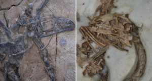 Lubang Kematian Misterius Ditemukan di Tiongkok, Sebabkan Kematian Dinosaurus Kecil