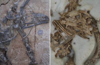 Lubang Kematian Misterius Ditemukan di Tiongkok, Sebabkan Kematian Dinosaurus Kecil