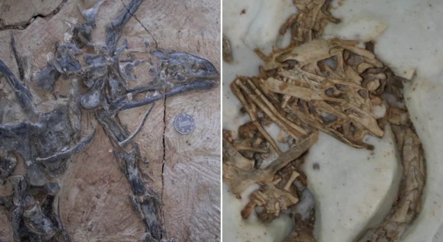 Lubang Kematian Misterius Ditemukan di Tiongkok, Sebabkan Kematian Dinosaurus Kecil