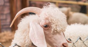 Ramalan Shio Asmara Selasa, 21 April 2026 Kelinci, Ular dan Kambing