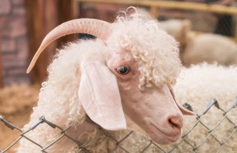 Ramalan Shio Asmara Selasa, 21 April 2026 Kelinci, Ular dan Kambing