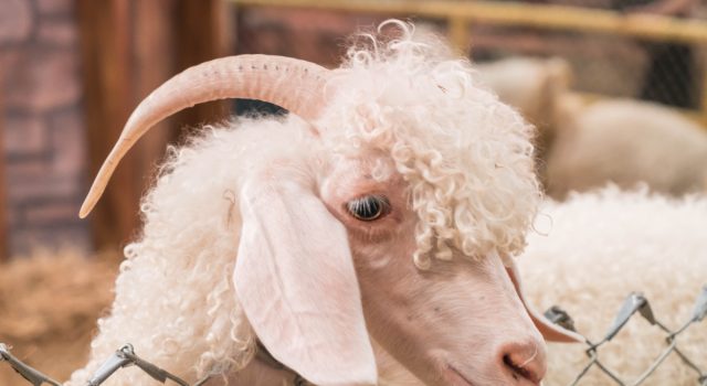 Ramalan Shio Asmara Selasa, 21 April 2026 Kelinci, Ular dan Kambing