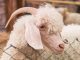 Ramalan Shio Asmara Selasa, 21 April 2026 Kelinci, Ular dan Kambing