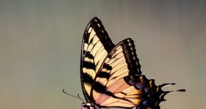 Tautan 26/04/2026 | kapitalisme telanjang