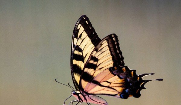 Tautan 26/04/2026 | kapitalisme telanjang