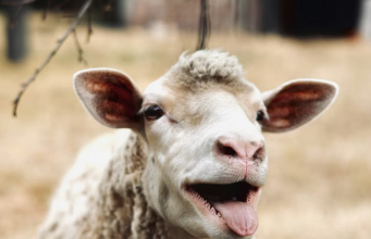 Tautan 1/4/2026 | kapitalisme telanjang