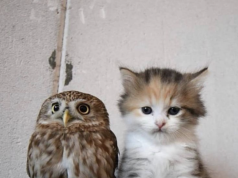 Tautan 6/4/2026 | kapitalisme telanjang