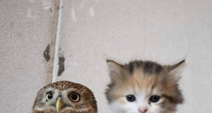 Tautan 6/4/2026 | kapitalisme telanjang