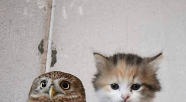 Tautan 6/4/2026 | kapitalisme telanjang