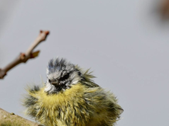 Tautan 18/04/2026 | kapitalisme telanjang