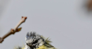 Tautan 18/04/2026 | kapitalisme telanjang