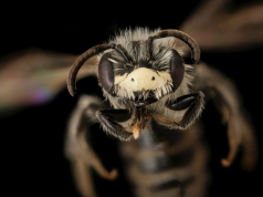 Tidak apa-apa Mencintai Semua Lebah (Lebah Madu Juga)