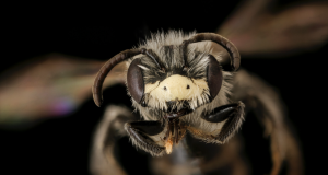 Tidak apa-apa Mencintai Semua Lebah (Lebah Madu Juga)