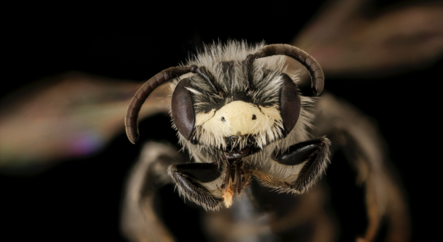 Tidak apa-apa Mencintai Semua Lebah (Lebah Madu Juga)