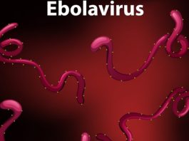 WHO Risiko Wabah Ebola Tinggi di Tingkat Regional, Rendah secara Global