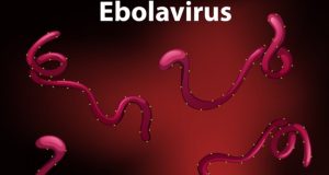 WHO Risiko Wabah Ebola Tinggi di Tingkat Regional, Rendah secara Global